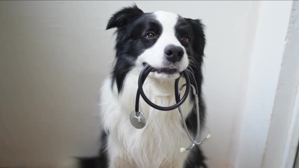 Welpe Dog Border Collie Hält Stethoskop Mund Auf Weißem Hintergrund — Stockvideo