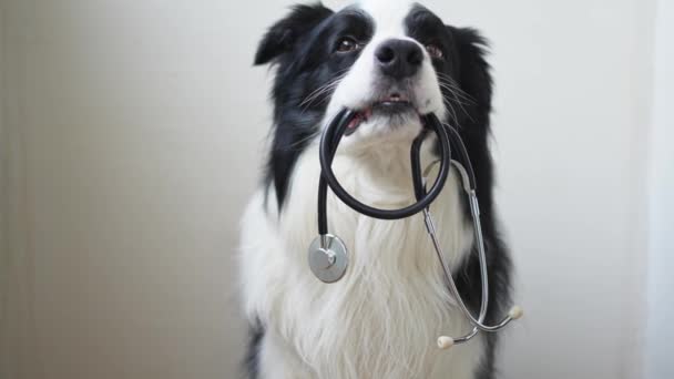 Szczeniak Pies Granica Collie Trzymając Stetoskop Ustach Białym Tle Czysty — Wideo stockowe