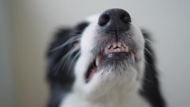 Gevaarlijke Boze Hond Agressieve Puppy Grens Collie Tonen Tanden Slagtanden — Stockvideo