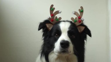 Beyaz arka planda izole edilmiş Noel kostümlü geyik boynuzları takan sevimli yavru köpek sınır köpeğinin komik portresi. Tatil için hazırlık. Mutlu Noeller konsepti