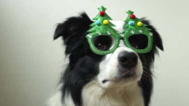 Komik köpek yavrusu sınır köpeği, Noel kostümü giymiş aptal gözlükler takıyor. Beyaz arka planda izole edilmiş Noel ağacı. Tatil için hazırlık. Mutlu Noeller konsepti