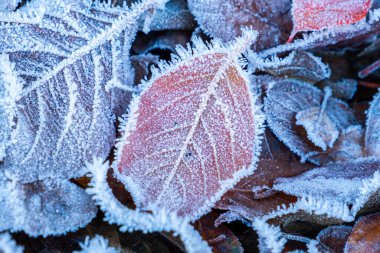Karlı orman parkında buz tutmuş buz gibi yapraklar. Dökülen yapraklar, kırağı ve karı kaplıyor. Huzurlu kış doğası. Aşırı kuzey düşük sıcaklık, serin kış havası açık hava