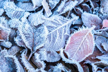 Karlı orman parkında buz tutmuş buz gibi yapraklar. Dökülen yapraklar, kırağı ve karı kaplıyor. Huzurlu kış doğası. Aşırı kuzey düşük sıcaklık, serin kış havası açık hava