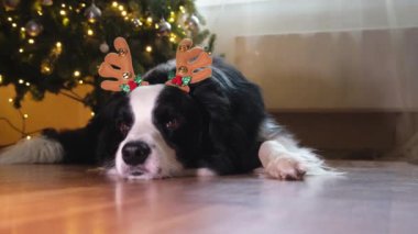 Noel arifesi. Noel kostümlü geyik boynuzu şapkası takan sevimli köpek gülü çoban köpeği evde Noel ağacının yanında yatıyor. Tatil için hazırlık. Mutlu Noeller konsepti