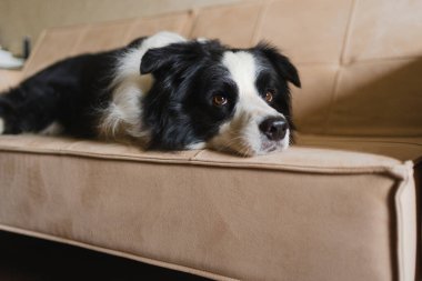 Şirin köpek yavrusu sınır köpeği Collie evde kanepede yatıp komik suratıyla oynuyor. Evcil köpek rahat bir kanepede uyumaya hazır. Komik duygusal köpek. Evcil hayvan bakımı için aşk.