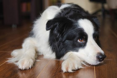 Şirin köpek yavrusu sınır köpeği Collie evde yerde yatıp komik suratıyla oynuyor. Evcil köpek evde uyumaya hazır. Komik duygusal köpek. Evcil hayvan bakımı için aşk.