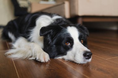 Şirin köpek yavrusu sınır köpeği Collie evde yerde yatıp komik suratıyla oynuyor. Evcil köpek evde uyumaya hazır. Komik duygusal köpek. Evcil hayvan bakımı için aşk.