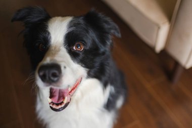 Komik portre, şirin köpek yavrusu, içeride çoban köpeği var. Evcil köpek evde dinleniyor. Evcil odada köpek yavrusu. Komik, duygusal köpeğin neşeli bir havası var. Evcil hayvan sevgisi Dostça hayvan bakımı