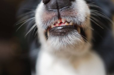 Tehlikeli, öfkeli bir köpek. Agresif köpek yavrusu sınırında çoban köpeği sivri dişleri olan saldırgan ve tehlikeli görünüyor. Koruyucu hırlayan korkunç köpek saldırıya hazır. Kuduz kapmış evcil hayvan..