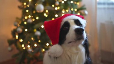 Mutlu noeller. Noel Baba şapkası takan sevimli köpek yavrusu sınır köpeği çoban köpeği evde Noel ağacının yanında. Noel süslemeleri olan evcil bir köpek. Tatil hazırlığı