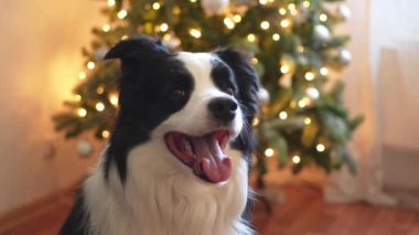 Mutlu noeller. Evdeki Noel ağacının yanında sevimli köpek yavrusu çoban köpeği var. Noel süslemeleri olan evcil bir köpek. Tatil için hazırlık. Mutlu Noeller ev konsepti.