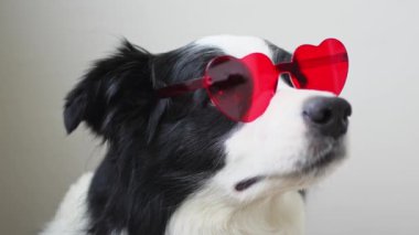 Sevgililer Günü 14 Şubat konsepti. Kırmızı kalp şekilli gözlüklü komik köpek gülü çoban köpeği beyaz arka planda izole edilmiş. Sevgililer Günü 'nü kutlayan sevimli aşık köpek. Aşk acısı romantizmi