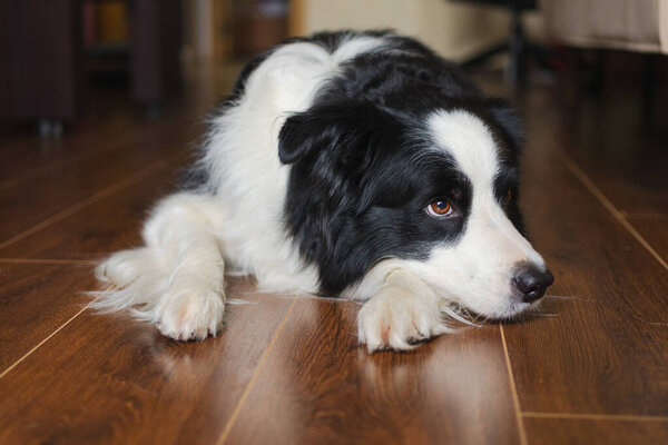 Симпатичный щенок на границе колли лежал, играя со смешным лицом на полу в помещении. Собака отдыхает, готова спать в помещении. Забавная эмоциональная собака Любовь к домашним животным