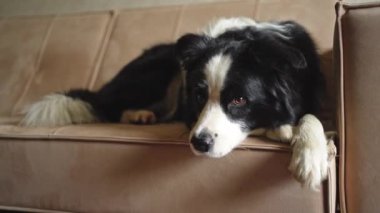 Şirin köpek yavrusu sınır köpeği Collie evde kanepede yatıp komik suratıyla oynuyor. Evcil köpek rahat bir kanepede uyumaya hazır. Komik duygusal köpek. Evcil hayvan bakımı için aşk.