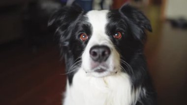 Komik portre, şirin köpek yavrusu, içeride çoban köpeği var. Evcil köpek evde dinleniyor. Evcil odada köpek yavrusu. Komik, duygusal köpeğin neşeli bir havası var. Evcil hayvan sevgisi Dostça hayvan bakımı