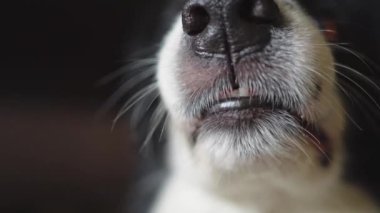 Tehlikeli, öfkeli bir köpek. Agresif köpek yavrusu sınırında çoban köpeği sivri dişleri olan saldırgan ve tehlikeli görünüyor. Koruyucu hırlayan korkunç köpek saldırıya hazır. Kuduz kapmış evcil hayvan..