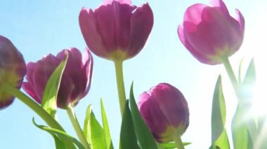 Merhaba bahar. Bahar sabahı güneş ışığıyla birlikte mor lale çiçekleri. Taze bahar çiçeklerini kapatın. İlham verici yumuşak çiçek manzarası