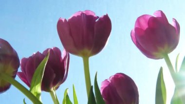 Merhaba bahar. Bahar sabahı güneş ışığıyla birlikte mor lale çiçekleri. Taze bahar çiçeklerini kapatın. İlham verici yumuşak çiçek manzarası