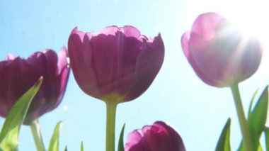 Merhaba bahar. Bahar sabahı güneş ışığıyla birlikte mor lale çiçekleri. Taze bahar çiçeklerini kapatın. İlham verici yumuşak çiçek manzarası