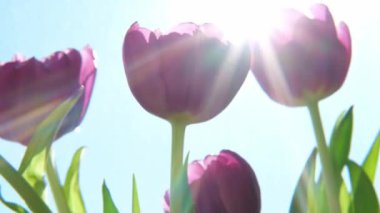 Merhaba bahar. Bahar sabahı güneş ışığıyla birlikte mor lale çiçekleri. Taze bahar çiçeklerini kapatın. İlham verici yumuşak çiçek manzarası