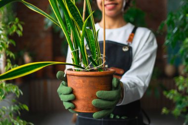 Bahçıvanlık ve tarım. Çiçekçi çiftçi elleri botanik dükkanında saksıda bitki tutuyor. Çiçekçide çalışan küçük bir bahçıvan. Etrafı bitkilerle çevrili. Küçük işletme