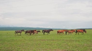 Modern hayvan çiftliği. Yeşil çayır tarlalarında otlayan atlar kırsal alanda. Çayırda çim çiğneyen at. Doğal ekolojik çiftlikteki at. Yeşil otlakta at sürüsü