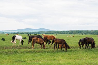 Modern hayvan çiftliği. Yeşil çayır tarlalarında otlayan atlar kırsal alanda. Çayırda çim çiğneyen at. Doğal ekolojik çiftlikteki at. Yeşil otlakta at sürüsü