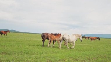 Modern hayvan çiftliği. Yeşil çayır tarlalarında otlayan atlar kırsal alanda. Çayırda çim çiğneyen at. Doğal ekolojik çiftlikteki at. Yeşil otlakta at sürüsü