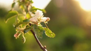 Merhaba bahar. Bahar zamanı beyaz pembe elma çiçekleri. Gün batımında güneş ışığıyla çiçek açan elma ağacı. Taze bahar çiçeklerinin açtığı bahçe parkına yakın. İlham verici yumuşak çiçek manzarası