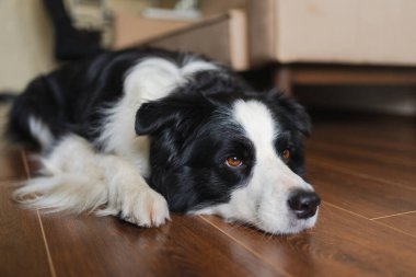 Şirin köpek yavrusu sınır köpeği Collie evde yerde yatıp komik suratıyla oynuyor. Evcil köpek evde uyumaya hazır. Komik duygusal köpek. Evcil hayvan bakımı için aşk.