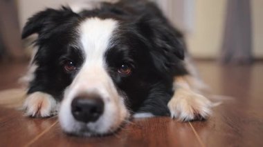 Şirin köpek yavrusu sınır köpeği Collie evde yerde yatıp komik suratıyla oynuyor. Evcil köpek evde uyumaya hazır. Komik duygusal köpek. Evcil hayvan bakımı için aşk.