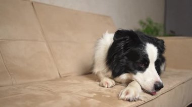 Şirin köpek yavrusu sınır köpeği Collie evde kanepede yatıp komik suratıyla oynuyor. Evcil köpek rahat bir kanepede uyumaya hazır. Komik duygusal köpek. Evcil hayvan bakımı için aşk.