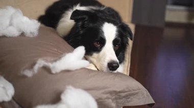 Evdeki kanepede yatan yaramaz yastığı ısırdıktan sonra yaramaz yavru köpek sınır köpeği çoban köpeği. Suçlu köpek ve yıkılmış oturma odası. Dağınık ev ve komik suçlu bakışlı köpek yavrusu.