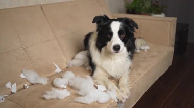Evdeki kanepede uzanan yaramaz köpek yavrusu yaramaz çoban köpeğini ısırdıktan sonra. Suçlu köpek ve yıkılmış oturma odası. Dağınık ev ve komik suçlu bakışlı köpek yavrusu.