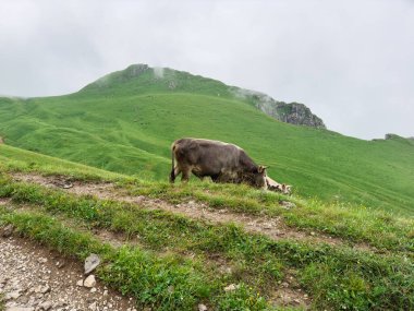 Ekolojik tarım. Organik doğal çevre hayvan çiftliğindeki özgür inek çayırda özgürce otluyor. Evcil inek otlakta otlanıyor. Modern hayvan çiftliği ekolojik tarım. Hayvan Hakları