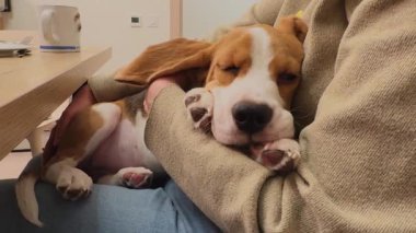 Evde uyuyan sevimli köpek yavrusu köpeğini tutan tanınmayan bir kadın. Sahibi kız, kucağında küçük bir köpek arkadaşı tutuyor. Evcil hayvan sevgisi Dostluk Destek Ekibi Hayvan Bakımı