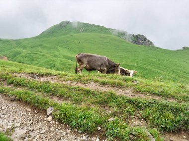 Ekolojik tarım. Organik doğal çevre hayvan çiftliğindeki özgür inek çayırda özgürce otluyor. Evcil inek otlakta otlanıyor. Modern hayvan çiftliği ekolojik tarım. Hayvan Hakları