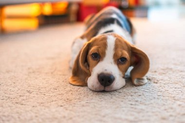 Şirin köpek yavrusu içeride komik bir portre. Evcil köpek evde dinleniyor. Evcil odada köpek yavrusu. Komik, duygusal köpeğin neşeli bir havası var. Evcil hayvan sevgisi Dostça hayvan bakımı