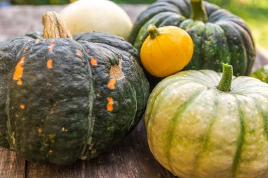 Sonbahar Arkaplanı. Doğal sonbahar sonbahar manzaralı balkabakları ahşap arka planda. İlham verici Ekim ya da Eylül duvar kağıdı. Mevsimlerin değişimi olgun organik gıda konsepti. Cadılar Bayramı partisi Şükran Günü