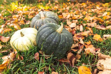 Sonbahar Arkaplanı. Sonbahar balkabakları kurumuş sonbahar yaprakları arka planda kalır. Ekim Eylül duvar kâğıdı Mevsimler değişti Olgun organik gıda konsepti Cadılar Bayramı partisi Şükran Günü