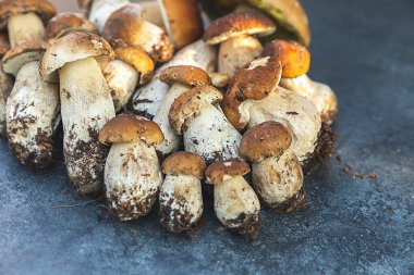 Sonbahar sonbahar kompozisyonu. Yenebilir çiğ mantarlar Penny Bun koyu siyah taştan bir arka planda. Gri masada ağlar. Lezzetli organik mantar gurmesi pişirmek. Düz üst görünüm