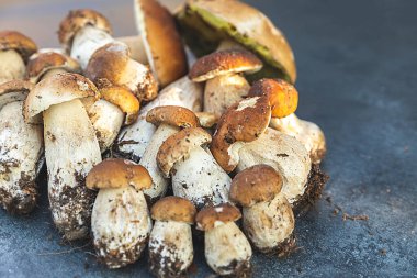 Sonbahar sonbahar kompozisyonu. Yenebilir çiğ mantarlar Penny Bun koyu siyah taştan bir arka planda. Gri masada ağlar. Lezzetli organik mantar gurmesi pişirmek. Düz üst görünüm