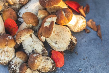 Sonbahar sonbahar kompozisyonu. Yenebilir çiğ mantarlar Penny Bun koyu siyah taştan bir arka planda. Gri masada ağlar. Lezzetli organik mantar gurmesi pişirmek. Düz üst görünüm