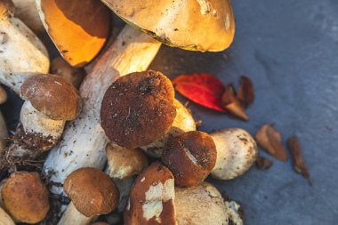 Sonbahar sonbahar kompozisyonu. Yenebilir çiğ mantarlar Penny Bun koyu siyah taştan bir arka planda. Gri masada ağlar. Lezzetli organik mantar gurmesi pişirmek. Düz üst görünüm