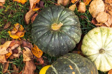 Sonbahar Arkaplanı. Sonbahar balkabakları kurumuş sonbahar yaprakları arka planda kalır. Ekim Eylül duvar kâğıdı Mevsimler değişti Olgun organik gıda konsepti Cadılar Bayramı partisi Şükran Günü