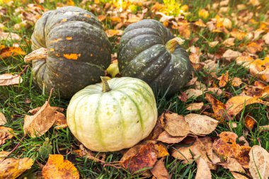 Sonbahar Arkaplanı. Sonbahar balkabakları kurumuş sonbahar yaprakları arka planda kalır. Ekim Eylül duvar kâğıdı Mevsimler değişti Olgun organik gıda konsepti Cadılar Bayramı partisi Şükran Günü