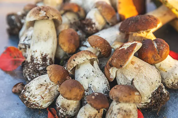 Sonbahar sonbahar kompozisyonu. Yenebilir çiğ mantarlar Penny Bun koyu siyah taştan bir arka planda. Gri masada ağlar. Lezzetli organik mantar gurmesi pişirmek. Düz üst görünüm