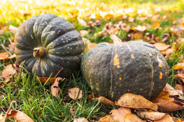 Sonbahar Arkaplanı. Sonbahar balkabakları kurumuş sonbahar yaprakları arka planda kalır. Ekim Eylül duvar kâğıdı Mevsimler değişti Olgun organik gıda konsepti Cadılar Bayramı partisi Şükran Günü