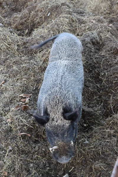 囲いの中の豚のビタミタ野生色 — ストック写真