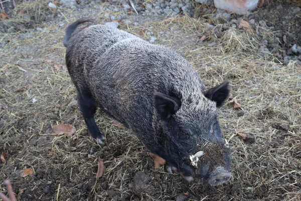 囲いの中の豚のビタミタ野生色 — ストック写真